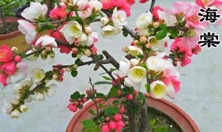 日本四季海棠花的养殖方法 日本海棠花图片